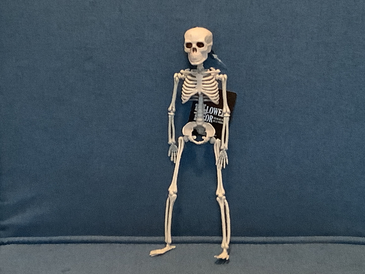 Plastic Realistic Skeleton - Med