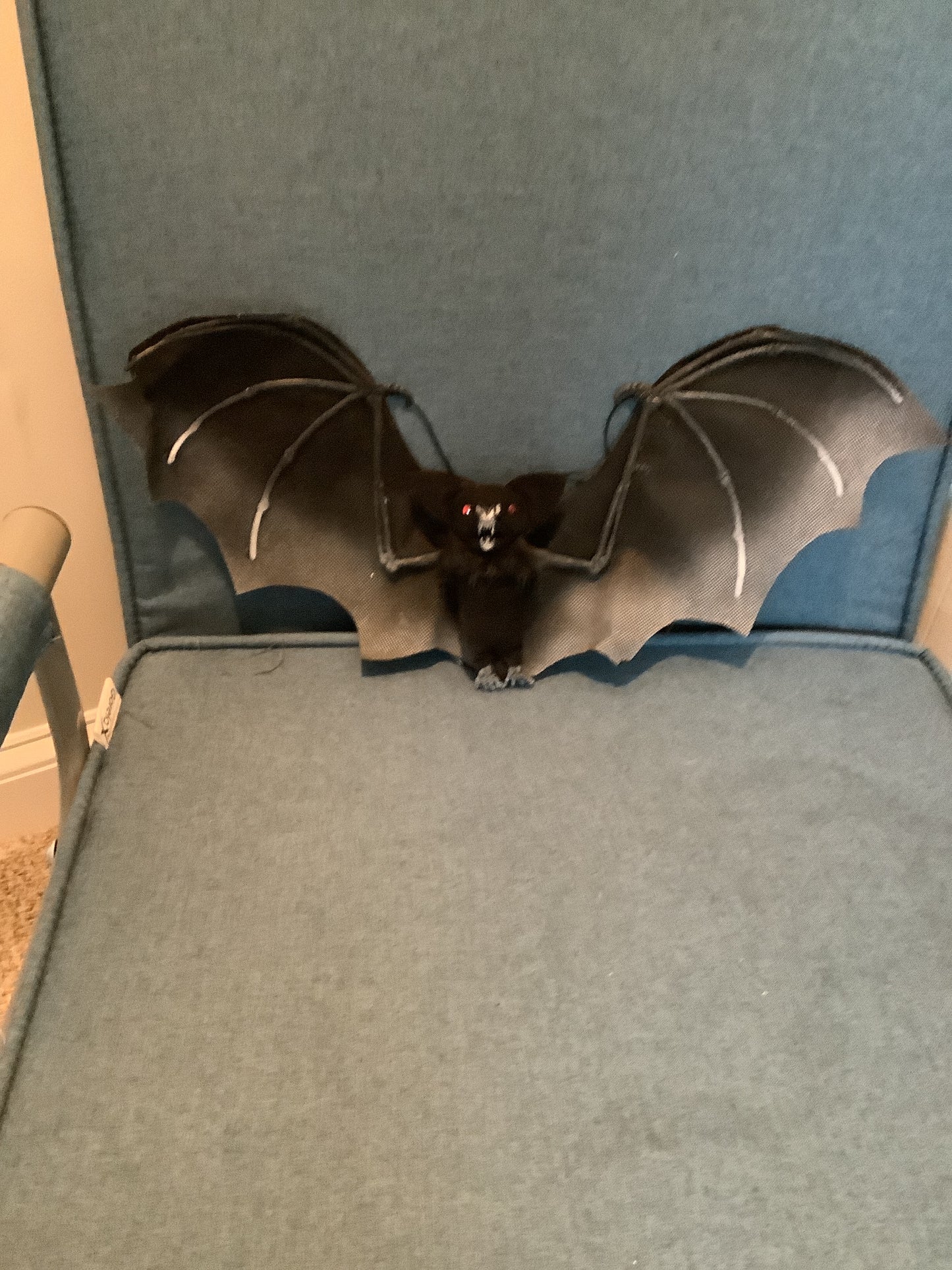 *Hanging Black Bat
