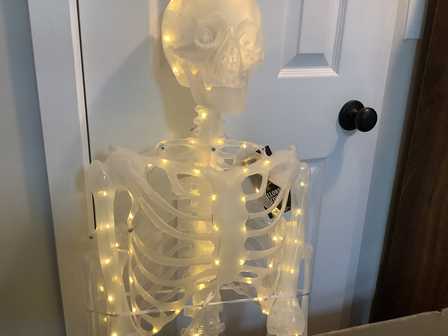 5ft Skeleton with Whole Body Lighting