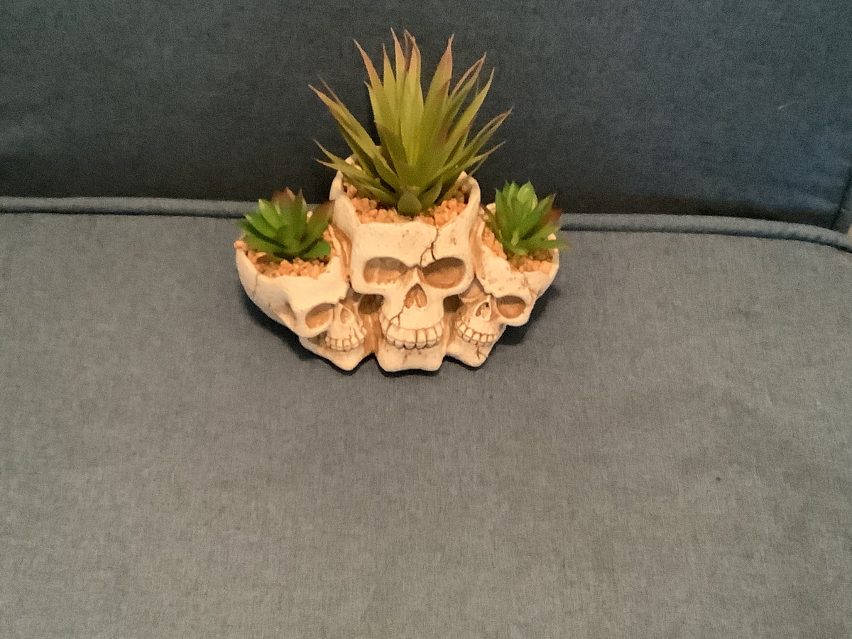 3 Skull Succulent