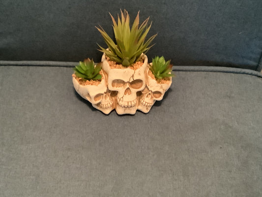 3 Skull Succulent