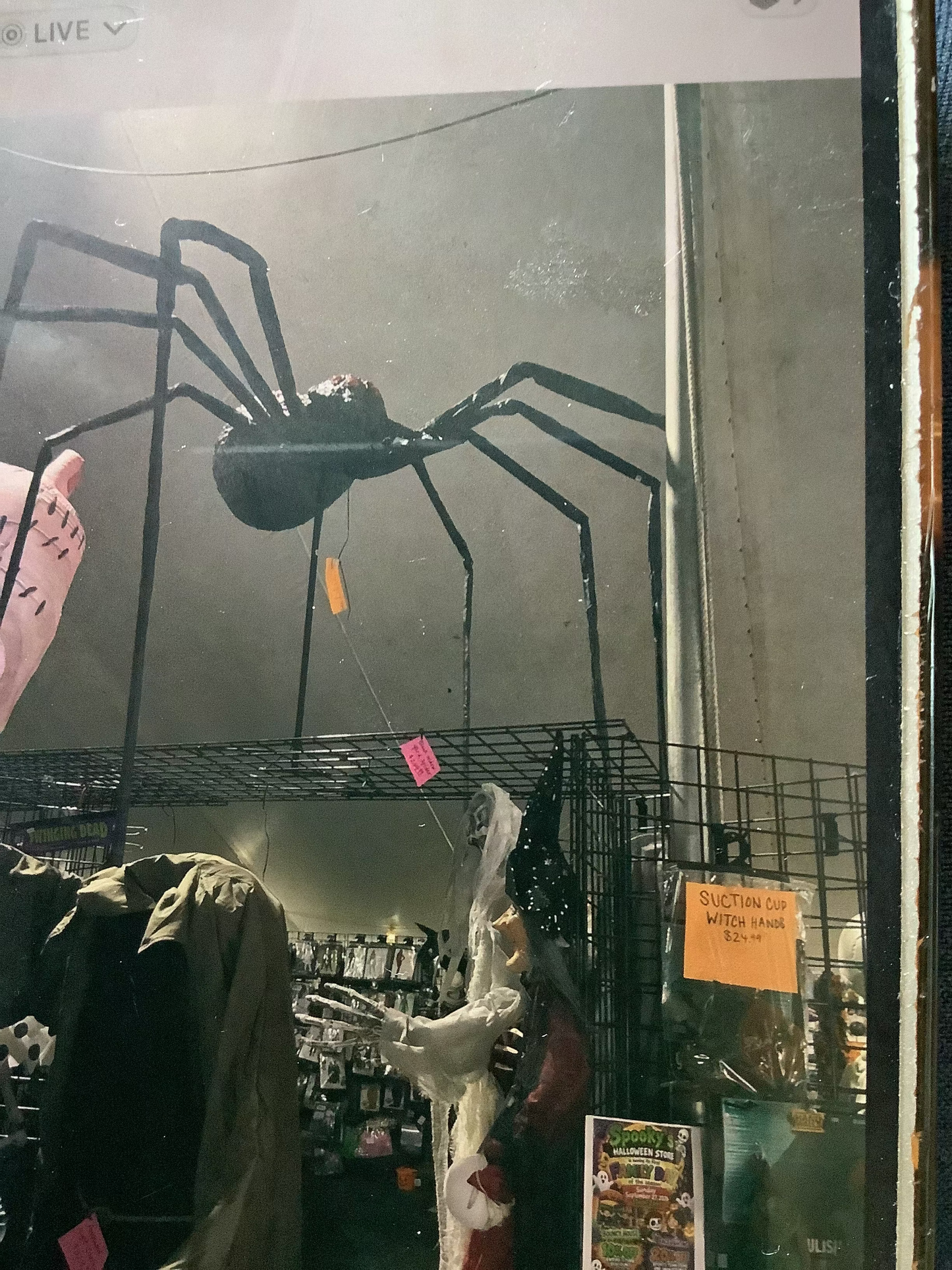 Large Black Widow Yard Spider